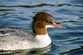 female goosander (Mergus merganser)